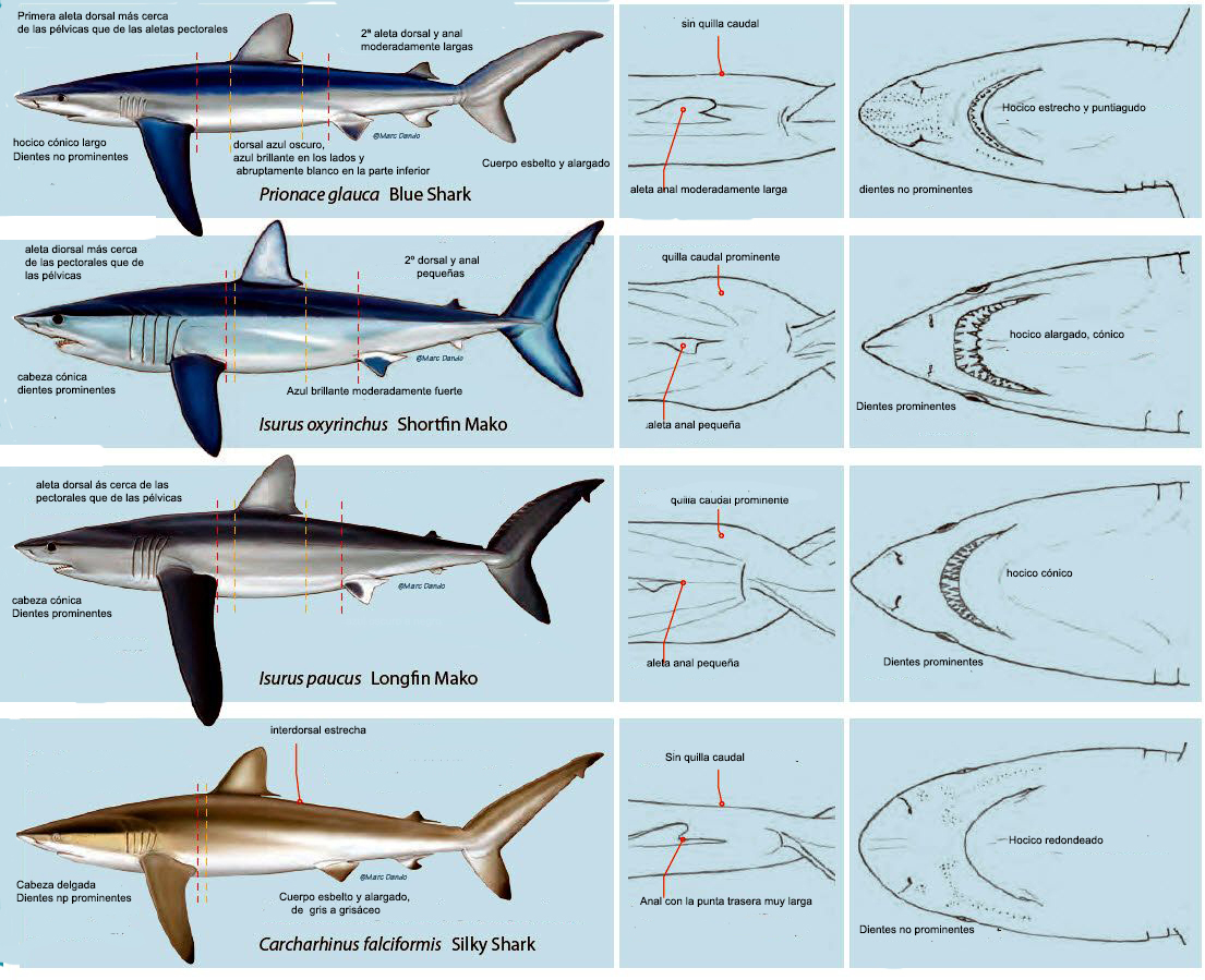 Prionace glauca _espsimilar_01.jpg